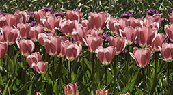 Tulip Panorama